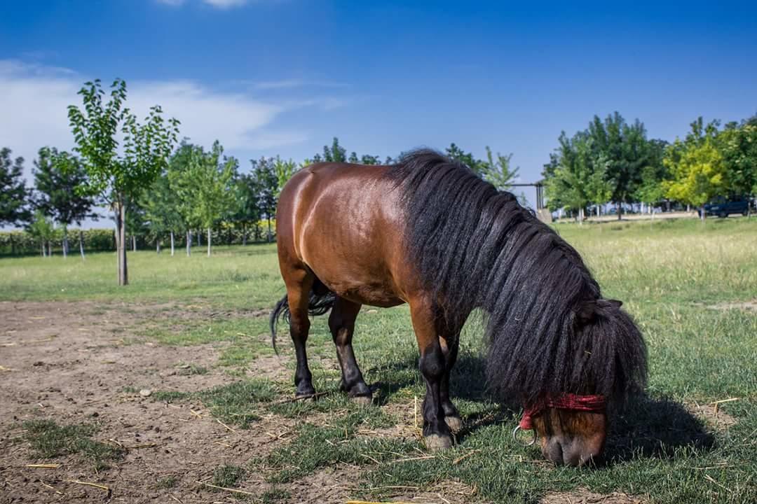 ホテルSalas Tatic Turija エクステリア 写真